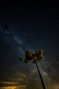 Pine tree, starry sky, on the Atlantic coast, France Pine tree, starry sky, on the Atlantic coast, France